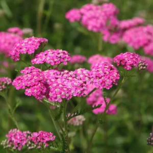 achilea fucsia flor