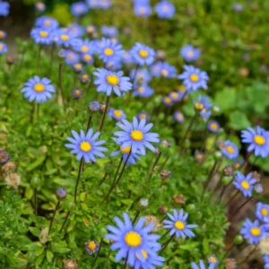 agatea