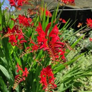 Crocosmia roja