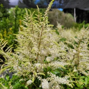 Astilbe o Espuma de Mar