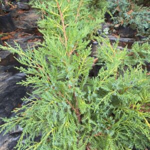 Junipero Fitzeriana Aurea