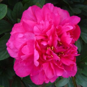 Peonia Kansas