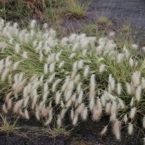 Pennisetum