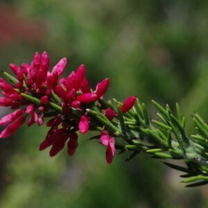 COLETIA