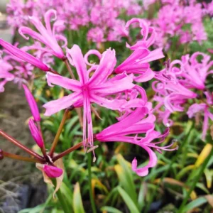 Nerines rosados flor