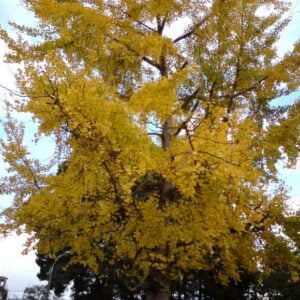 Ginkgo