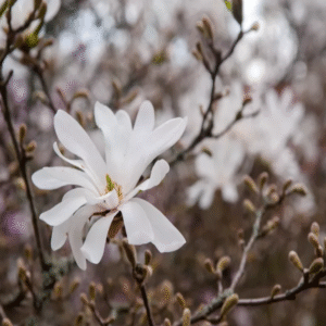 Magnolia Stellata Blanco