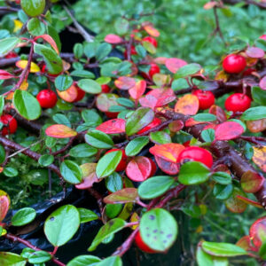 Cotoneaster Rastrero