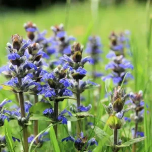 Ajuga Morada