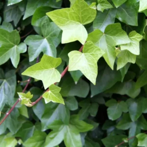 hedera helix o hiedra verde