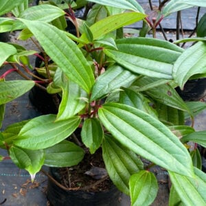 Viburnum Davidii