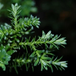 ALERCE HOJA
