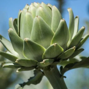Alcachofa