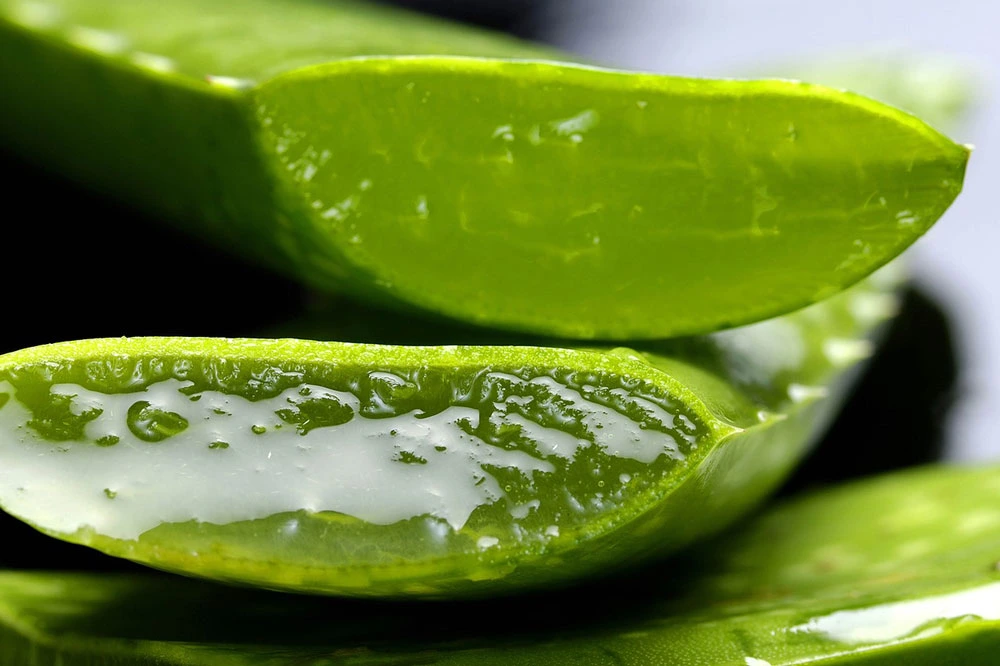 Aloe vera - Imagen 2