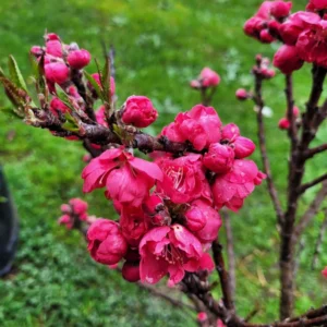 durazno flor
