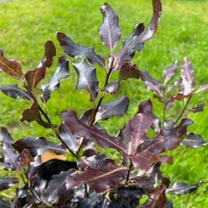PITTOSPORUM TENUIFOLIUM NEGRO (TOM THUMB)