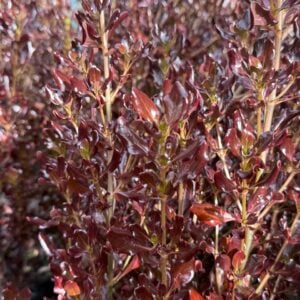 Coprosma Tequila Chocolate