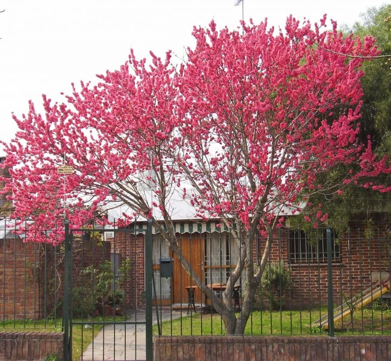 Durazno de Flor - Imagen 2