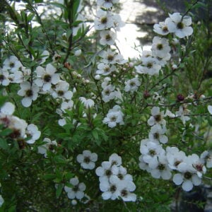 Leptospernum Blanco Doble