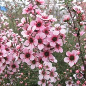 Leptospernum Rosado Doble