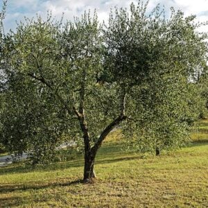 Olivo