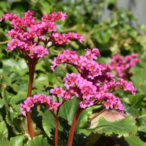 Hortensia de Invierno