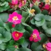 Frutilla ornamental