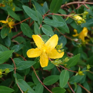 Hipericum Rastrero