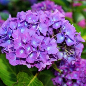 Hortensia Morada