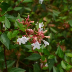 Abelia Rastrera