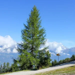 ALERCE EUROPEO
