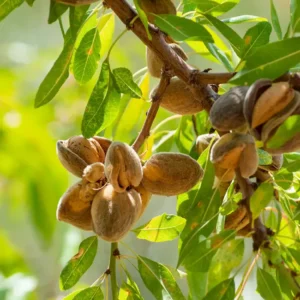 Almendro Non pareil