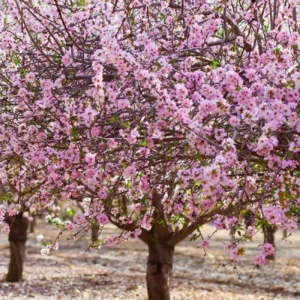 almendro flor