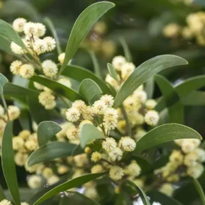 aromo australiano flor