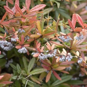 Berberis julianae