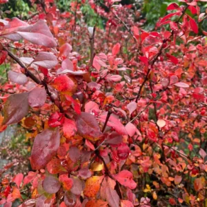 Berberis thumbergii