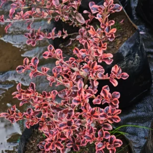 COPROSMA TEQUILA SUNRISE