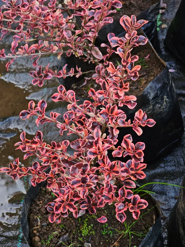 COPROSMA TEQUILA SUNRISE