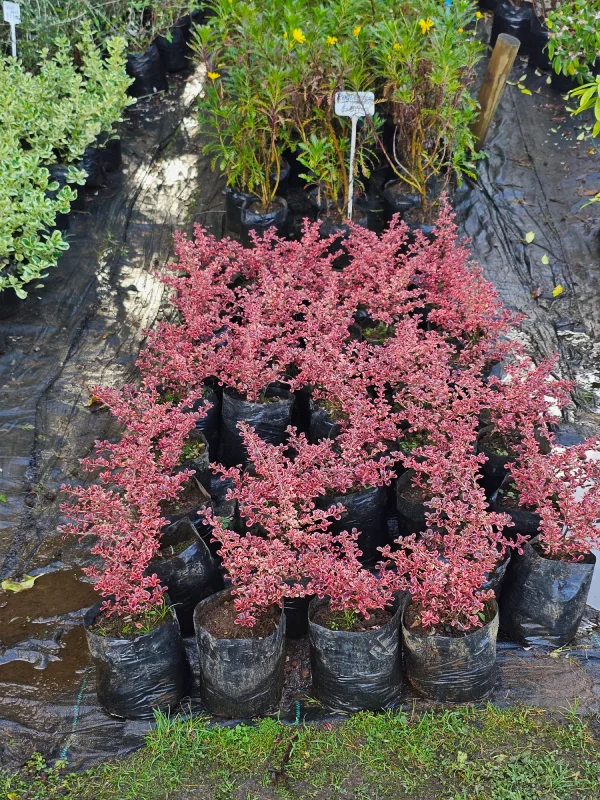 COPROSMA TEQUILA SUNRISE - Imagen 2