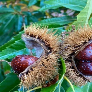 castaño marron