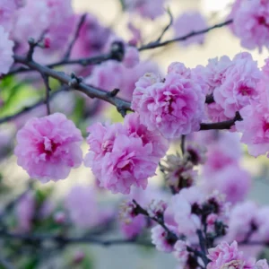Cerezo flor