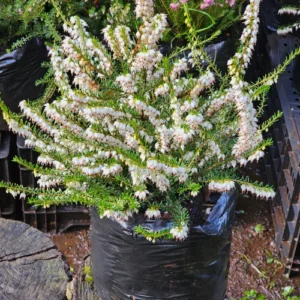 ERICA INVIERNO BLANCA