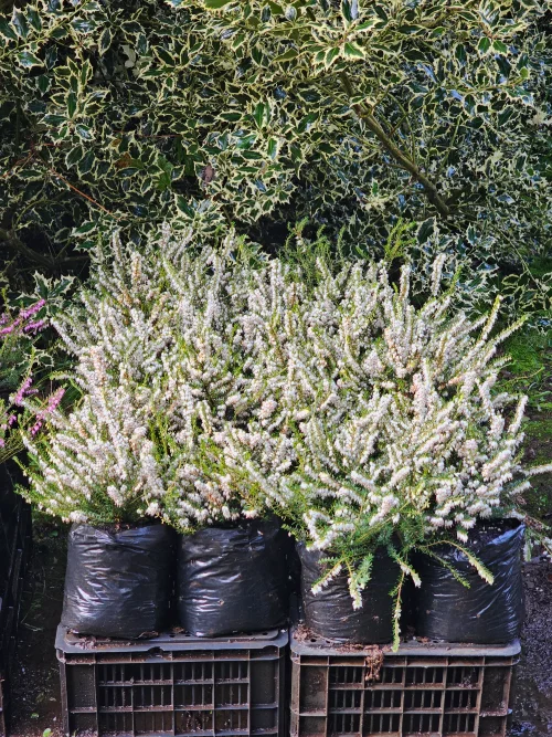 ERICA INVIERNO BLANCA - Imagen 2