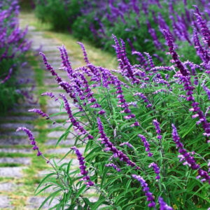 Salvia Leucantha