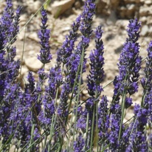 lavanda inglesa