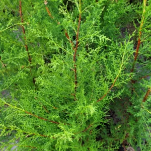 Macrocarpa cipres