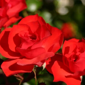 Rosa Floribunda Sevillana
