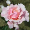 Rosa Floribunda Valentine Heart