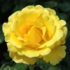 Rosa Pie Alto Freedom