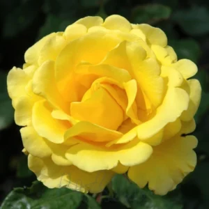 Rosa Pie Alto Freedom